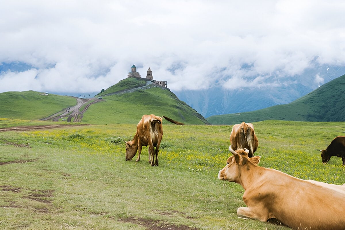 Kazbegi Full-Day Ananuri Fortress & Gergeti Monastery Tour - photo 11
